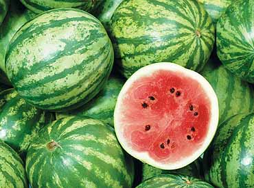 Crimson Sweet Watermelon seed Citrullus lanatus